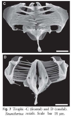 Sinantherina socialis