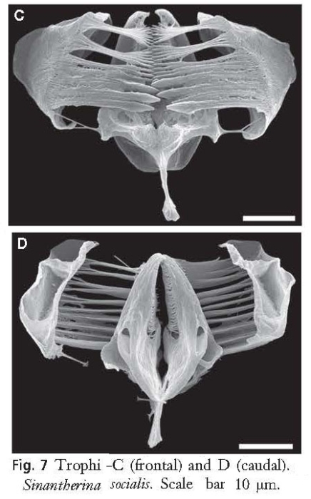 Sinantherina socialis Sinantherina socialis