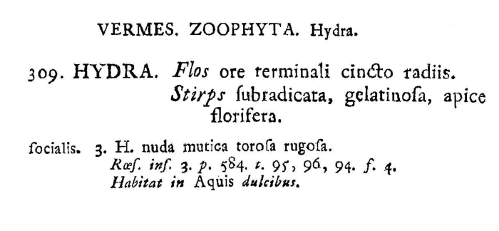 Sinantherina socialis - Original description image