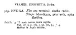 Sinantherina socialis