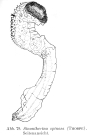 Sinantherina spinosa