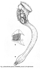 Sinantherina spinosa