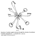 Sinantherina spinosa