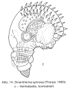 Sinantherina spinosa