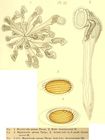 Sinantherina spinosa