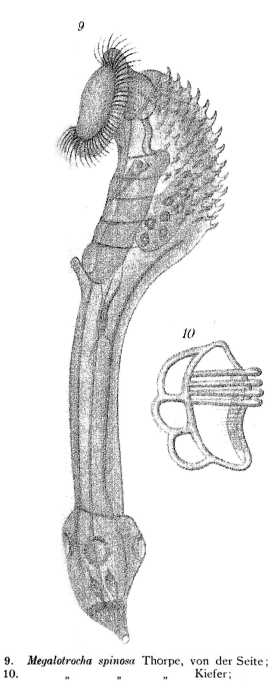 Sinantherina spinosa Sinantherina spinosa