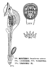 Sinantherina spinosa