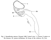 Sinantherina spinosa