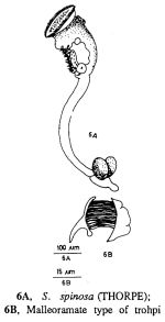 Sinantherina spinosa