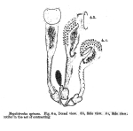 Sinantherina spinosa - Original description image