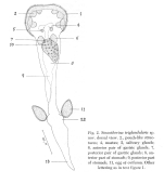 Sinantherina triglandularis - Original description image