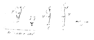Siphonostoma parasiticum