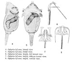 Sphyrias lofuana