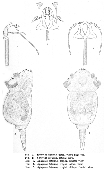 Sphyrias lofuana Sphyrias lofuana