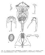 Sphyrias lofuana