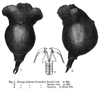 Sphyrias lofuana