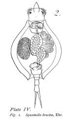 Squamella bractea