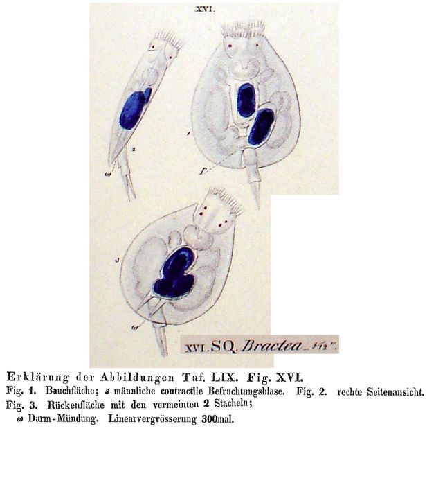 Squamella bractea - Original description image