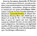 Squamella limulina - Original description image