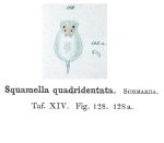 Squamella quadridentata - Original description image