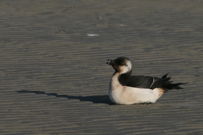 Oiled razorbill Oiled razorbill