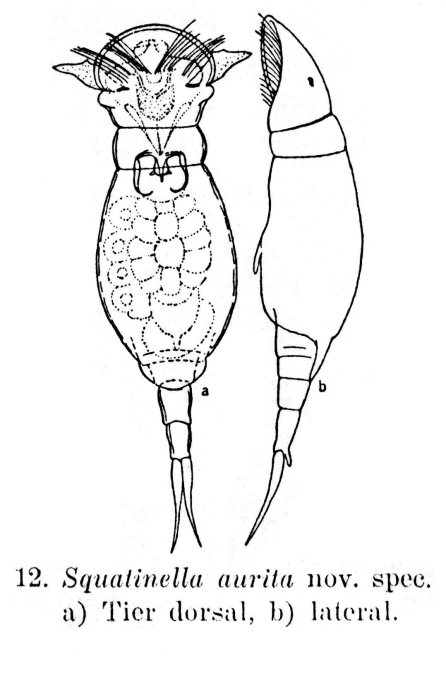 Squatinella aurita - Original description image