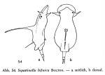 Squatinella bifurca