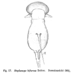 Squatinella bifurca