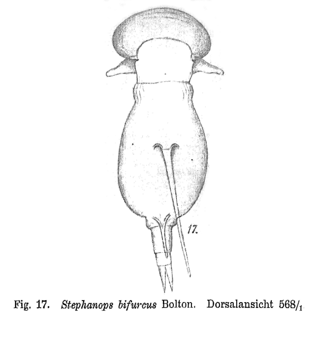 Squatinella bifurca Squatinella bifurca
