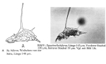 Squatinella bifurca