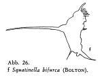 Squatinella bifurca