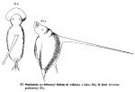 Squatinella bifurca
