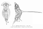 Squatinella bifurca