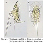 Squatinella bifurca