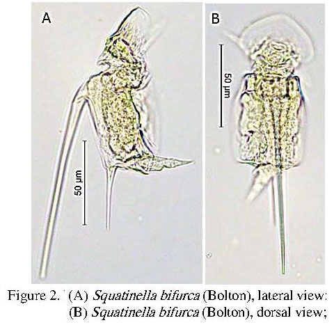 Squatinella bifurca Squatinella bifurca