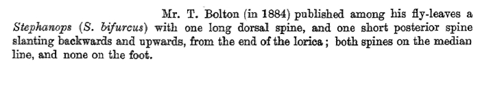 Squatinella bifurca - Original description image