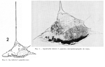 Squatinella bifurca f. gigantea