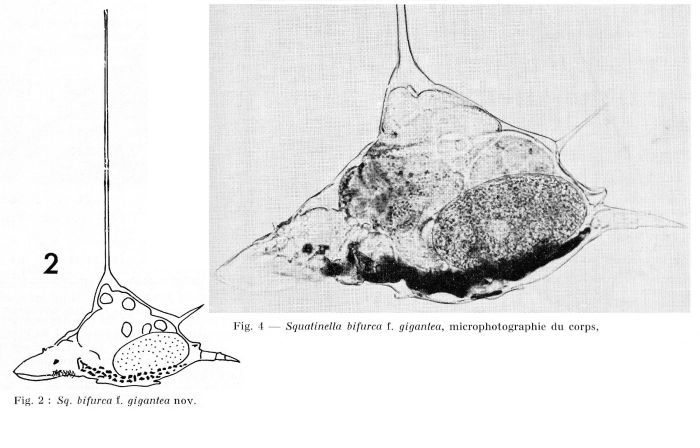Squatinella bifurca f. gigantea
