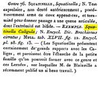 Squatinella caligula - Original description image