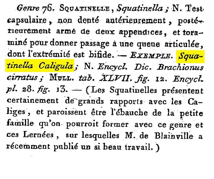 Squatinella caligula - Original description image