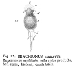 Squatinella cirrata