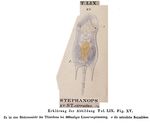 Squatinella cirrata