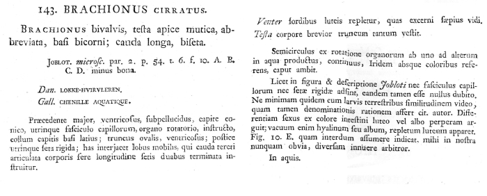 Squatinella cirrata Squatinella cirrata