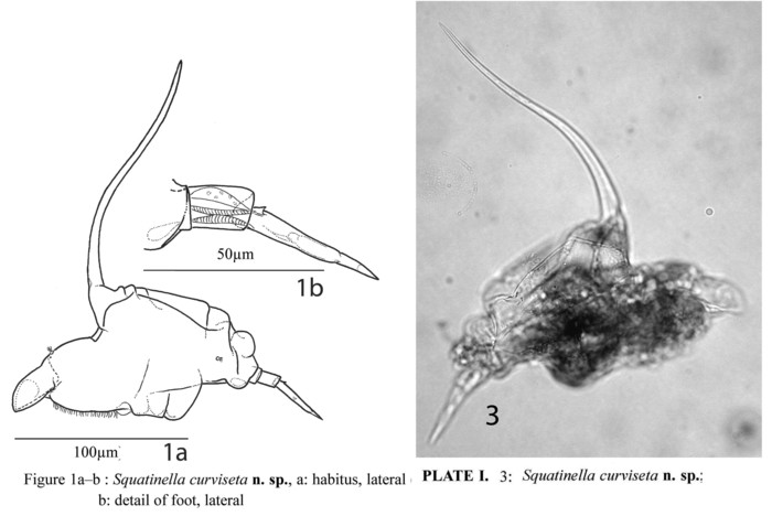 Squatinella curviseta - Original description image