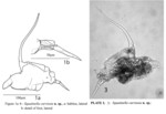 Squatinella curviseta