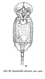 Squatinella donneri - Original description image