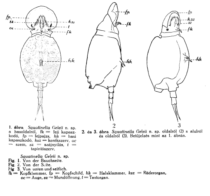 Squatinella geleii - Original description image