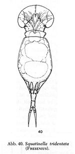 Squatinella lamellaris