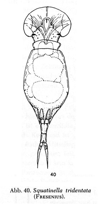 Squatinella lamellaris Squatinella lamellaris
