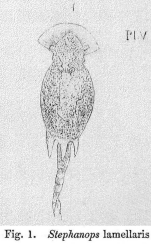 Squatinella lamellaris